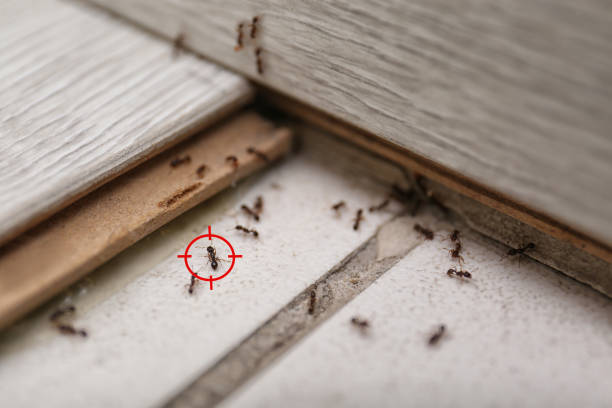 Best Pest Removal Services  in Mila Doce, TX