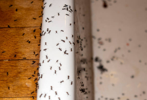 Mila Doce, TX Pest Control Company