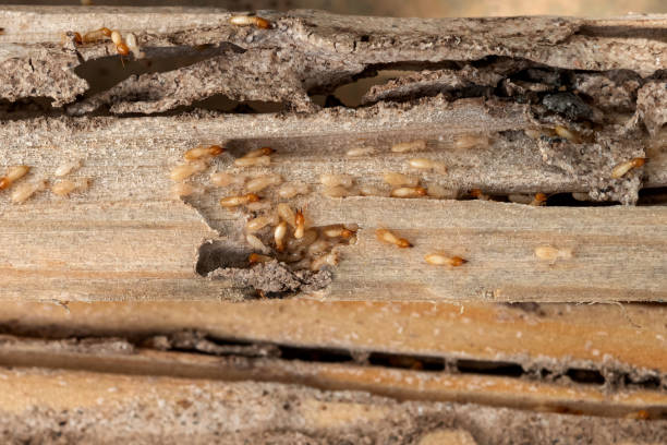 Best Affordable Pest Control Services  in Mila Doce, TX