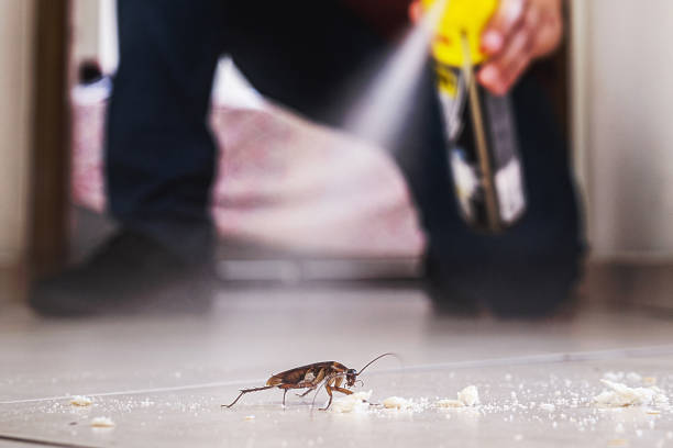 Best Termite Control Services  in Mila Doce, TX